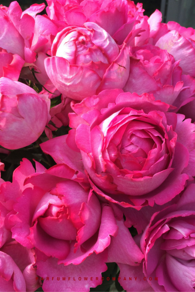 ชื่อดอกกุหลาบ ที่มีกลิ่นหอม ดอกกุหลาบแรก ชื่อว่า กุหลาบอีฟ เพียเจต์ (Yves Piaget Rose) กุหลาบหอมที่คิดค้นโดยศูนย์พัฒนาน้ำหอมแห่งประเทศฝรั่งเศส