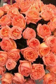 ชื่อดอกกุหลาบ ที่มีกลิ่นหอม ดอกกุหลาบที่เจ็ด ชื่อว่า กุหลาบเรน จอสซินนี (Rene Goscinny Rose) กุหลาบหอมที่คิดค้นโดยศูนย์พัฒนาน้ำหอมแห่งประเทศฝรั่งเศส เ