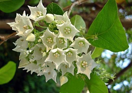 สายพันธุ์ต้นไม้ชนิดที่สามที่ปลูกกลางแจ้งและให้กลิ่นหอม คือ ชมนาด เป็นดอกไม้ที่มีสีขาว ๆ เหลือง ๆ มีกลิ่นที่หอมอ่อน ๆ