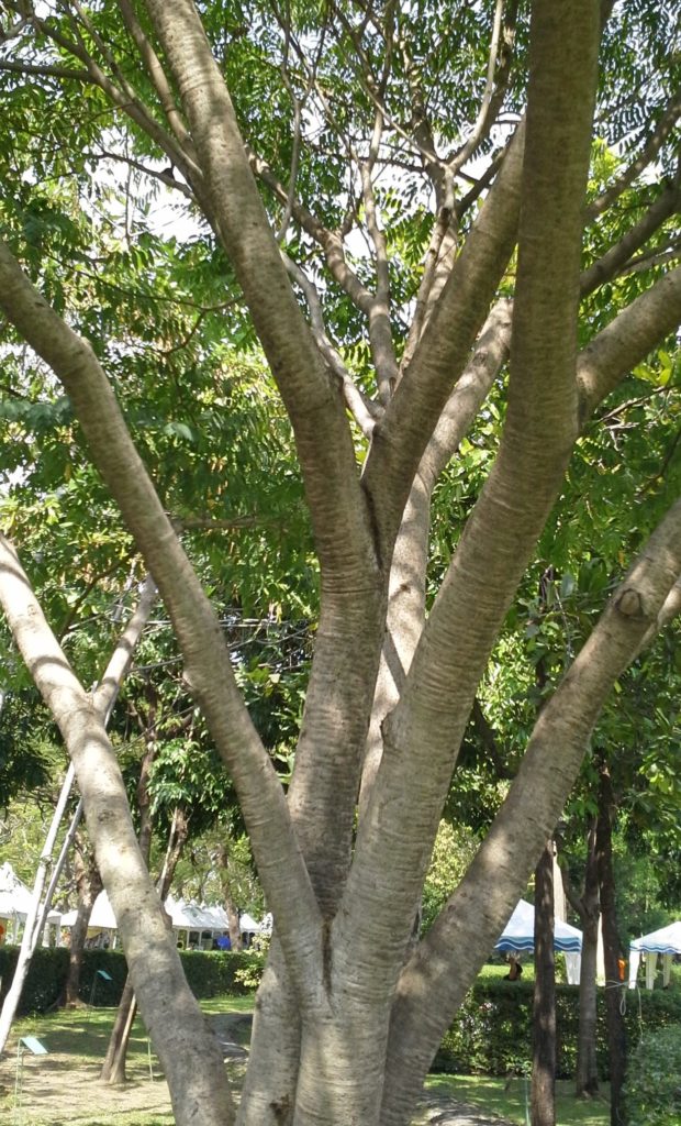 พันธุ์ไม้ที่มีราคา พันธุ์ไม้ที่เจ็ด ก็คือ ต้นกระซิก เป็นพันธุ์ไม้มีมูลค่า ยิ่งโตยิ่งมีค่า ปลูกไว้เพิ่มรายได้ เป็นต้นไม้ประจำจังหวัดสตูล