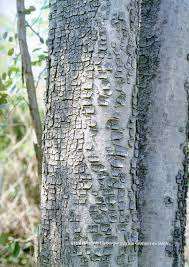 พันธุ์ไม้ที่มีราคา พันธุ์ไม้ที่หก ก็คือ ต้นกระพี้เขาควาย เป็นพันธุ์ไม้มีมูลค่า ยิ่งโตยิ่งมีค่า ปลูกไว้เพิ่มรายได้ เป็นไม้ยืนต้นที่สามารถพบเจอได้ตามป่าเต็งรัง