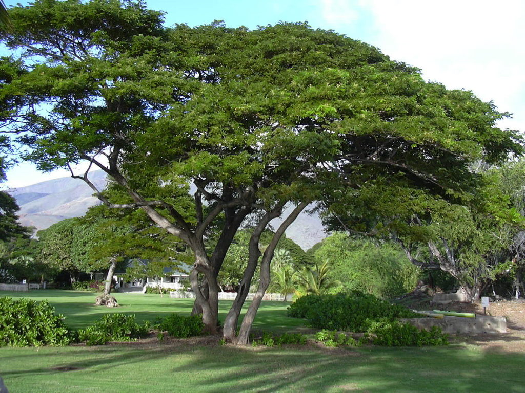 พันธุ์ไม้ยืนต้นน่าปลูก พันธุ์ไม้ปลูกง่ายชนิดที่สอง คือ ต้นจามจุรี หรือ ต้นก้ามปู 