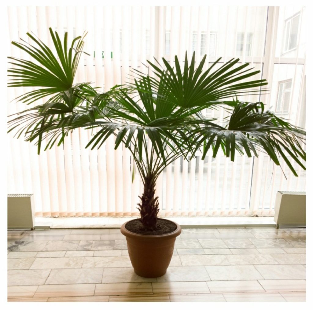 ปาล์มสิบสองปันนา (Dwarf Date Palm) เป็นต้นไม้สวยในตระกูลเดียวกับต้นอินทผาลัม