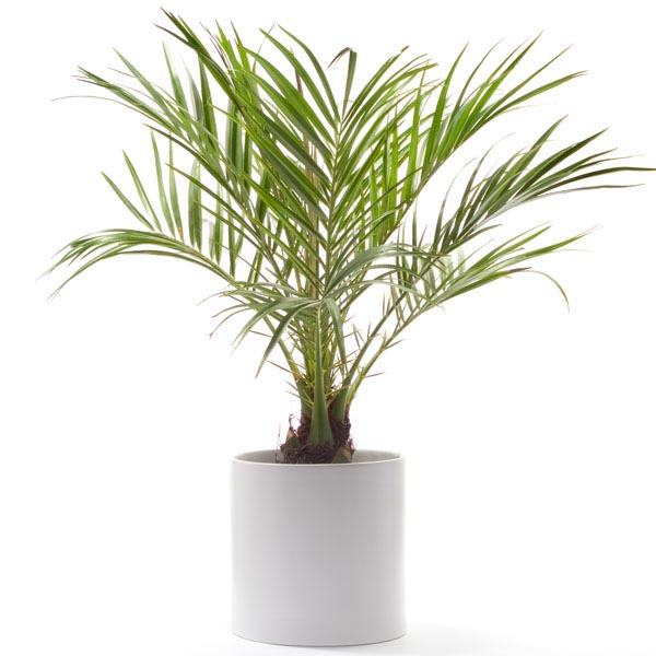 ปาล์มสิบสองปันนา (Dwarf Date Palm) เป็นไม้ประดับบ้าน