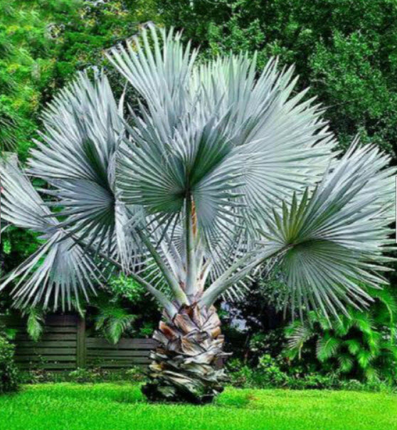 ไม้ใหญ่ยืนต้น ประเภทปาล์มประดับ (Palm) ให้ร่มเงา