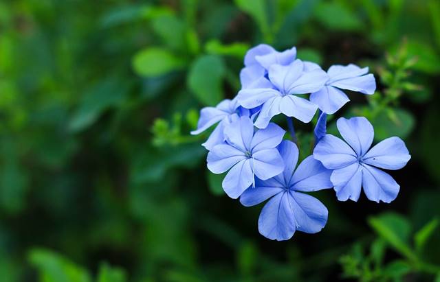 ดอกไม้จัดสวน ที่มีสีสวยสไตล์ไทย-อังกฤษ
