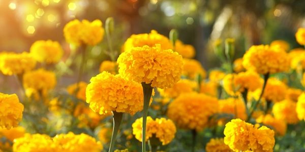ดอกไม้สีเหลือง ที่ปลูกประดับบ้าน ทนต่อแสงแดดจัด