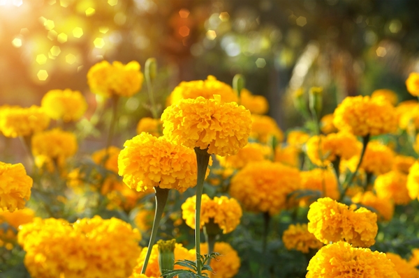 ดอกไม้สีเหลือง ที่ปลูกประดับบ้าน ทนต่อแสงแดดจัด