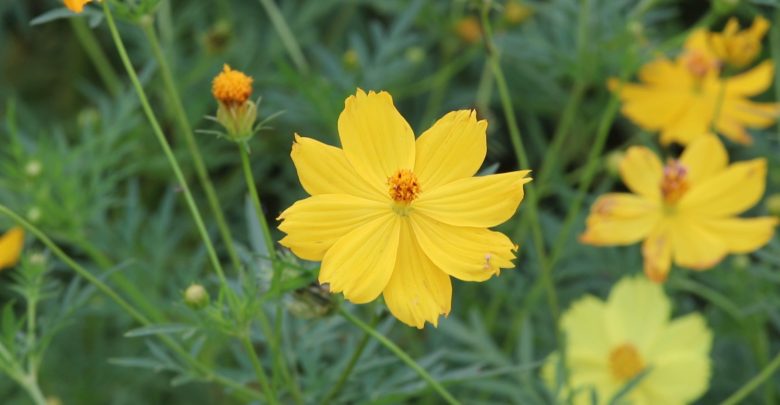 ดอกไม้สีเหลือง ที่ปลูกประดับบ้าน ปลูกรับแสงแดดทางทิศตะวันออก ดอกไม้ชนิดที่สี่ ก็คือ ดาวกระจาย