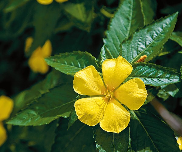 ดอกไม้สีเหลือง ที่ปลูกประดับบ้าน ปลูกรับแสงแดดทางทิศตะวันออก ดอกไม้ชนิดที่ห้า ก็คือ บานเช้า 