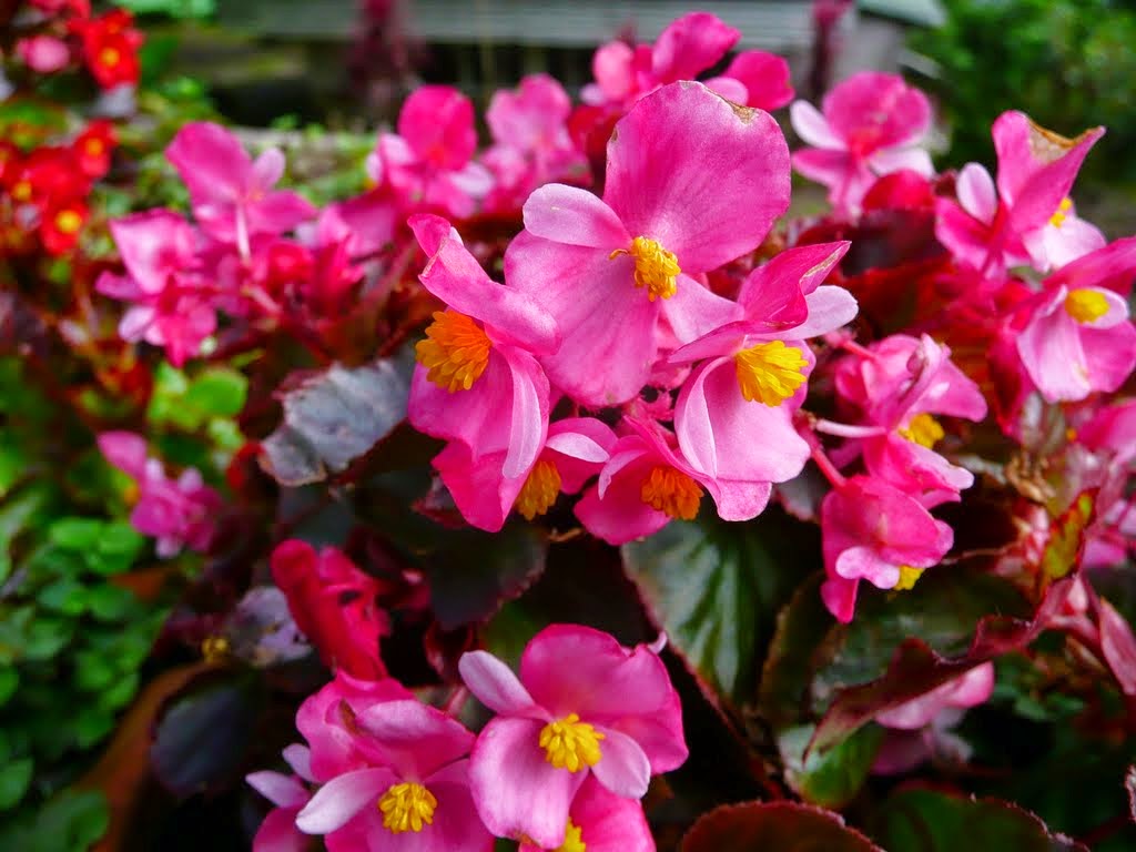 พันธุ์ไม้ที่มีดอกสีชมพู สวยงาม ปลูกเพื่อเพิ่มสีสันในห้อง