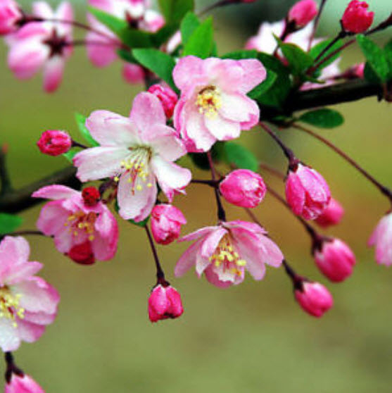 พันธุ์ไม้ที่มีดอกสีชมพู สวยงาม