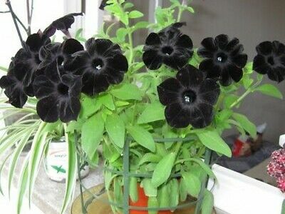 พันธุ์ไม้ที่มีดอกสีดำ น่าปลูกมีเสน่ห์