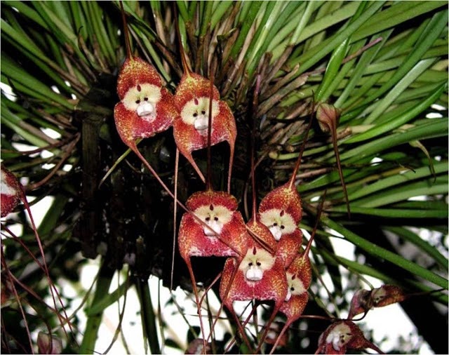 Monkey Orchid 