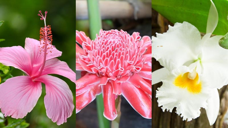 พันธุ์ไม้ดอก ไม้ประดับที่มีอยู่ในประเทศไทย
