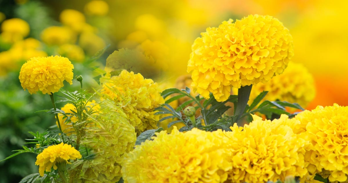 ต้นดาวเรือง กับดอกสีเหลืองทองอร่ามดั่งแสงอาทิตย์