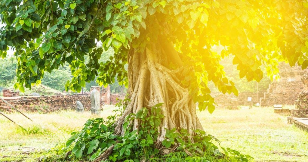 ต้นโพธิ์ ต้นไม้สูงใหญ่ที่ให้ร่มเงาของชาวพุทธ