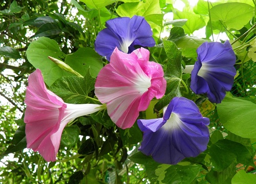 ดอกผักบุ้งญี่ปุ่น Morning Glory ดอกไม้หลากสีไม้เถาที่น่าปลูกมาก