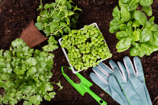 ปลูกผักสวนครัวรั้วกินได้ ผักสวนครัวที่เติบโตง่ายให้ผลผลิตเร็ว