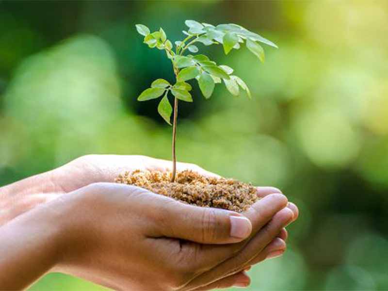 ประโยชน์ของการปลูกต้นไม้ เพื่อลดภาวะโลกร้อนและสร้างความร่มรื่น
